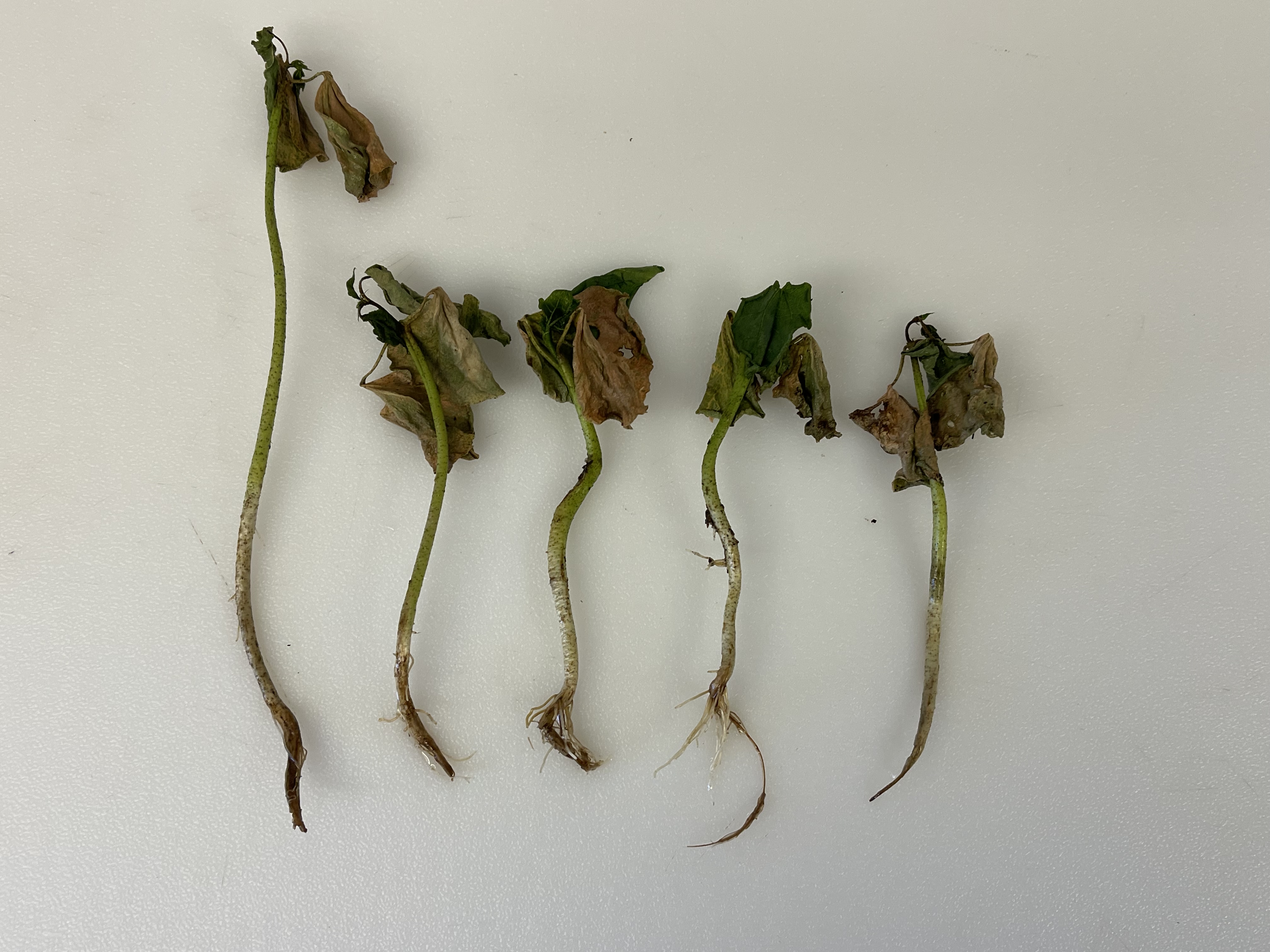 Multiple cotton seedlings with roots, carefully arranged for submission to the plant diagnostic clinic.